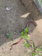 Image of MacClelland’s Coral Snake