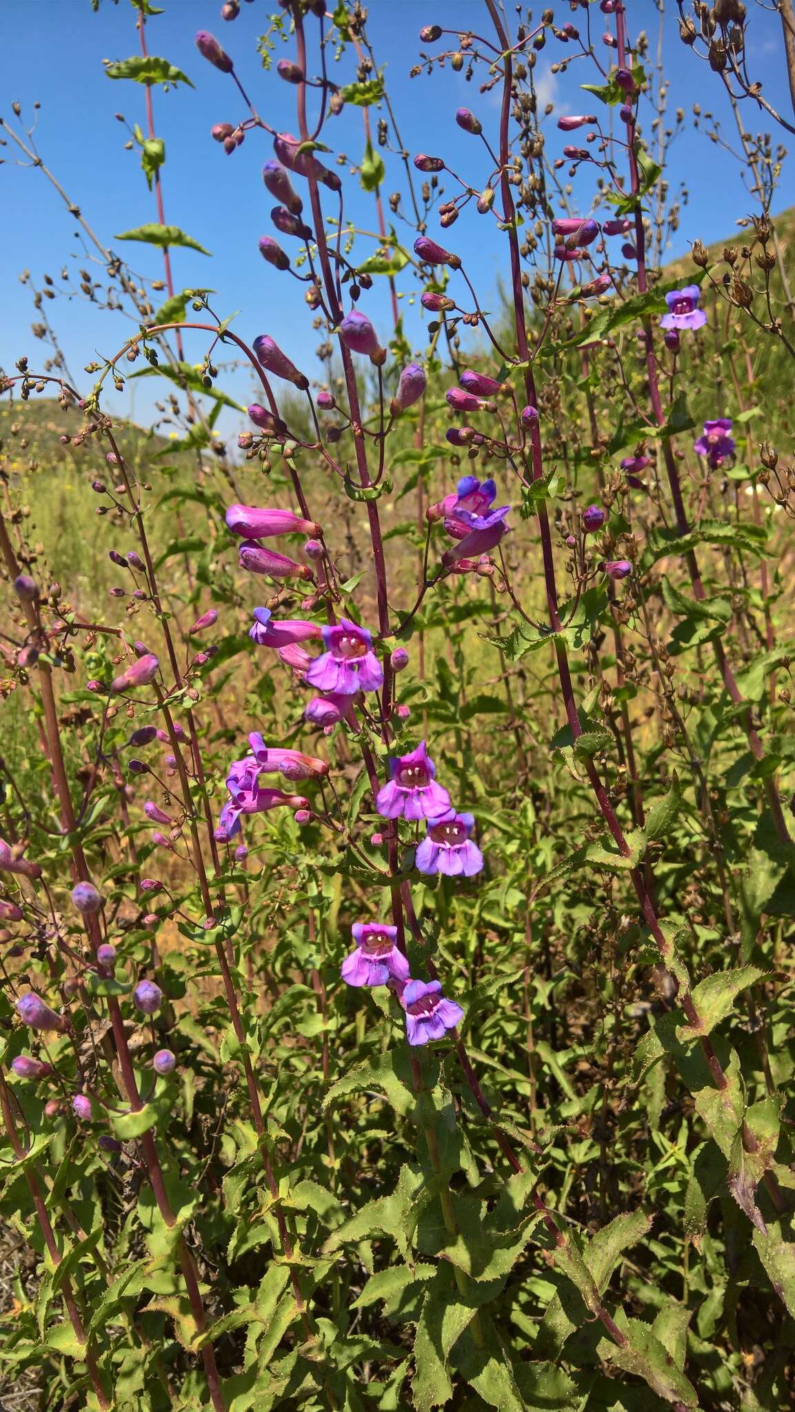 Слика од Penstemon spectabilis Thurb. ex Torr. & Gray