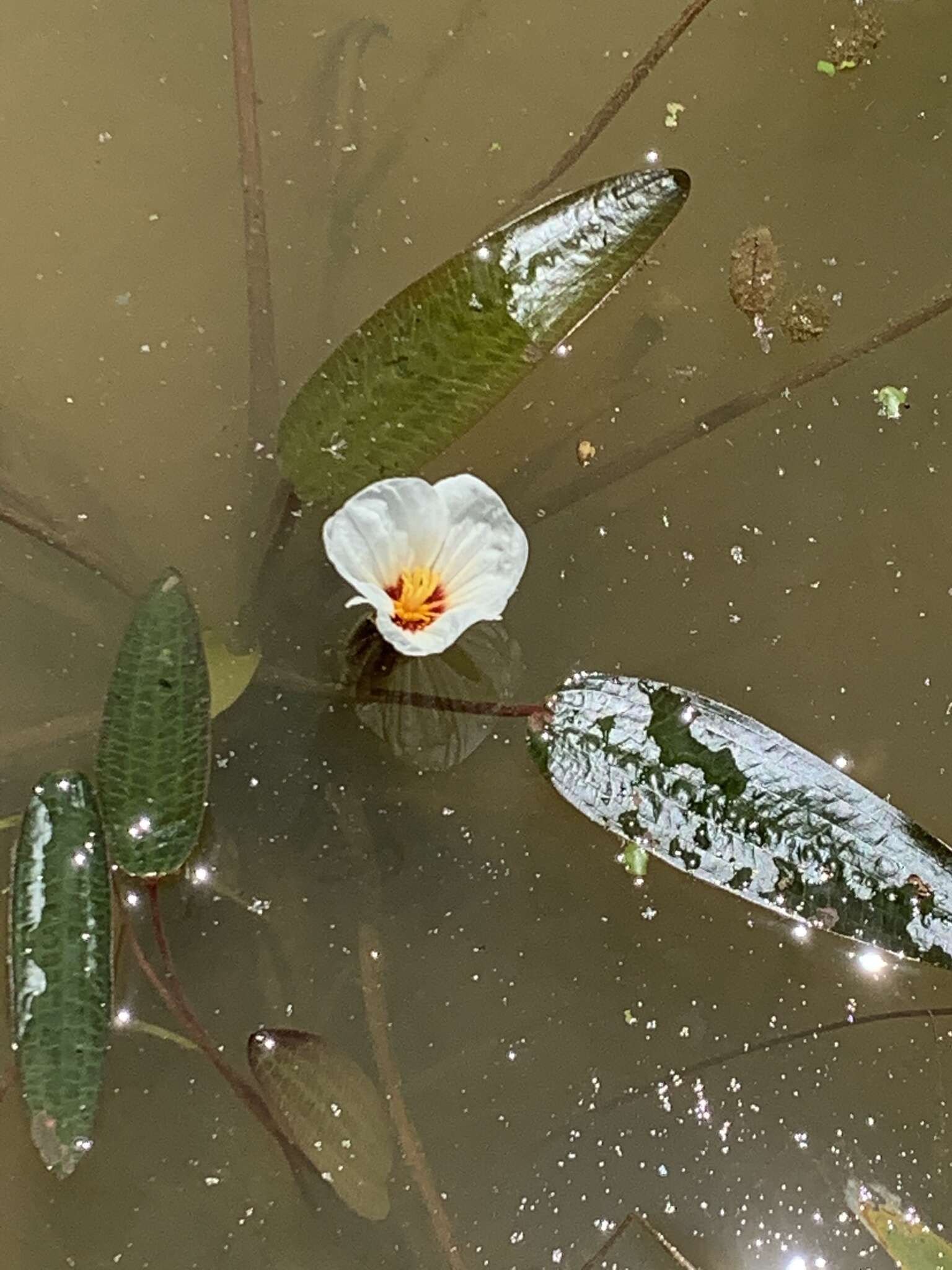 Image of Ottelia ovalifolia (R. Br.) Rich.