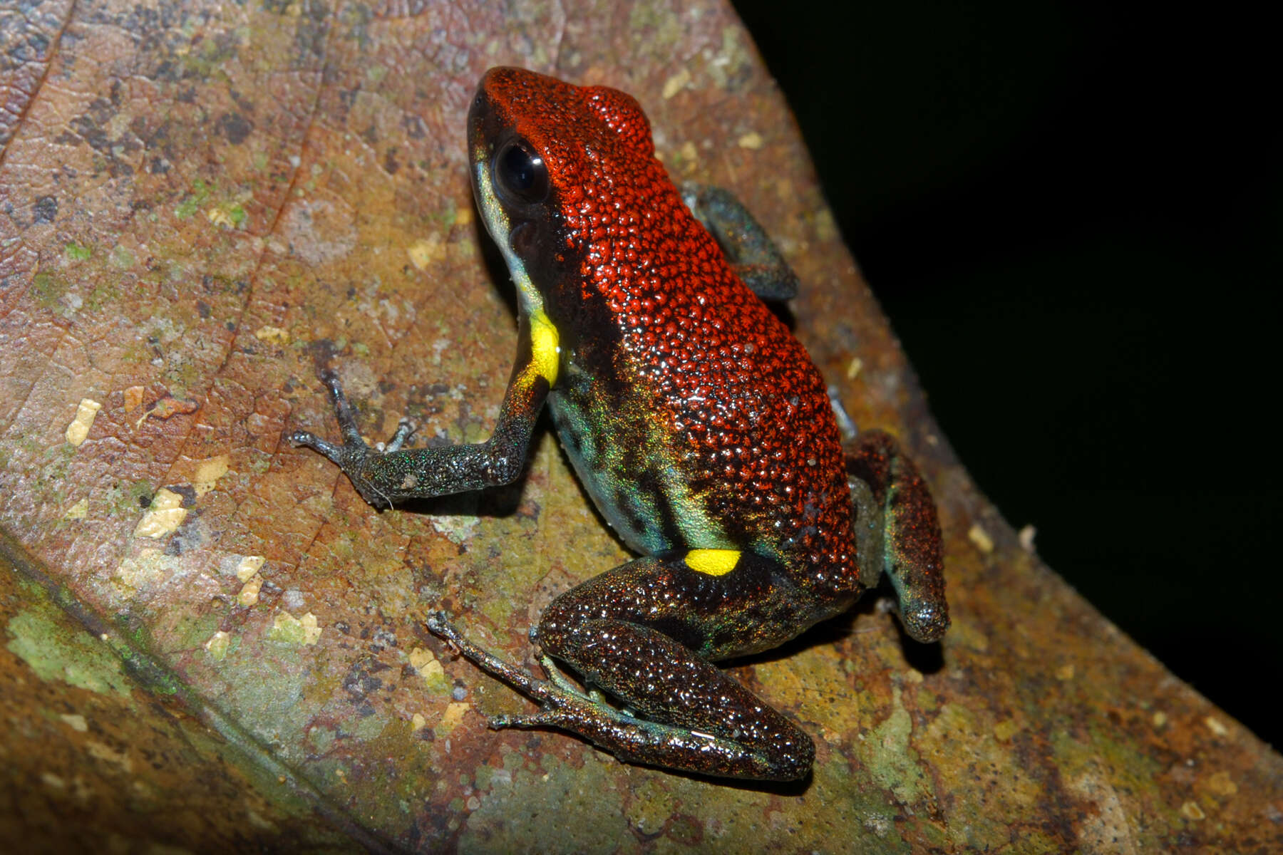 Image of Ecuador Poison Frog