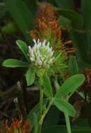 Image of arrowleaf clover