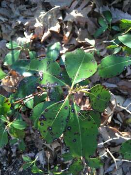 Mycosphaerella colorata (Peck) Earle 1901的圖片