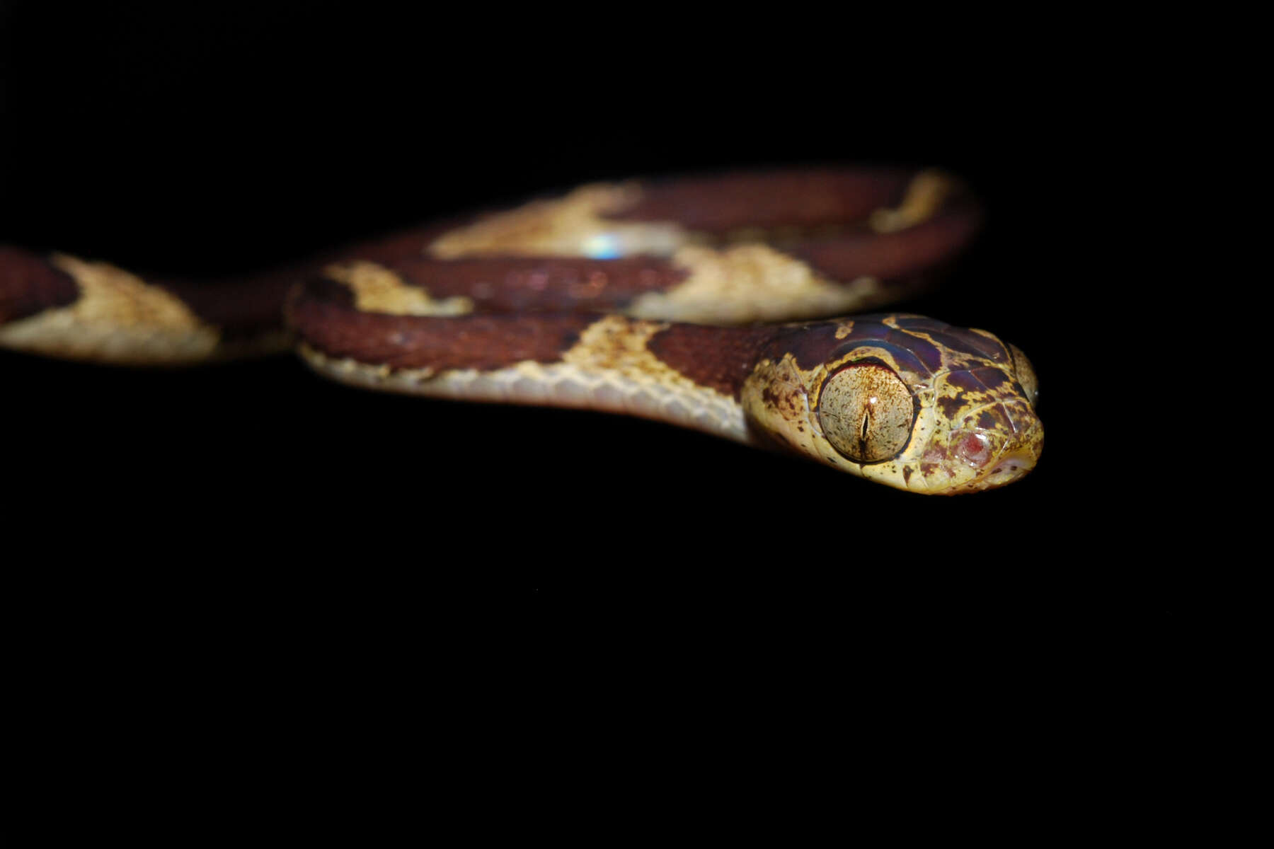 Image of Blunthead Tree Snake