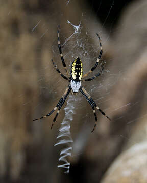 Image of Black-and-Yellow Argiope