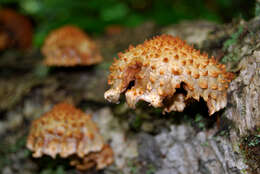 Pholiota squarrosa (Vahl) P. Kumm. 1871 resmi