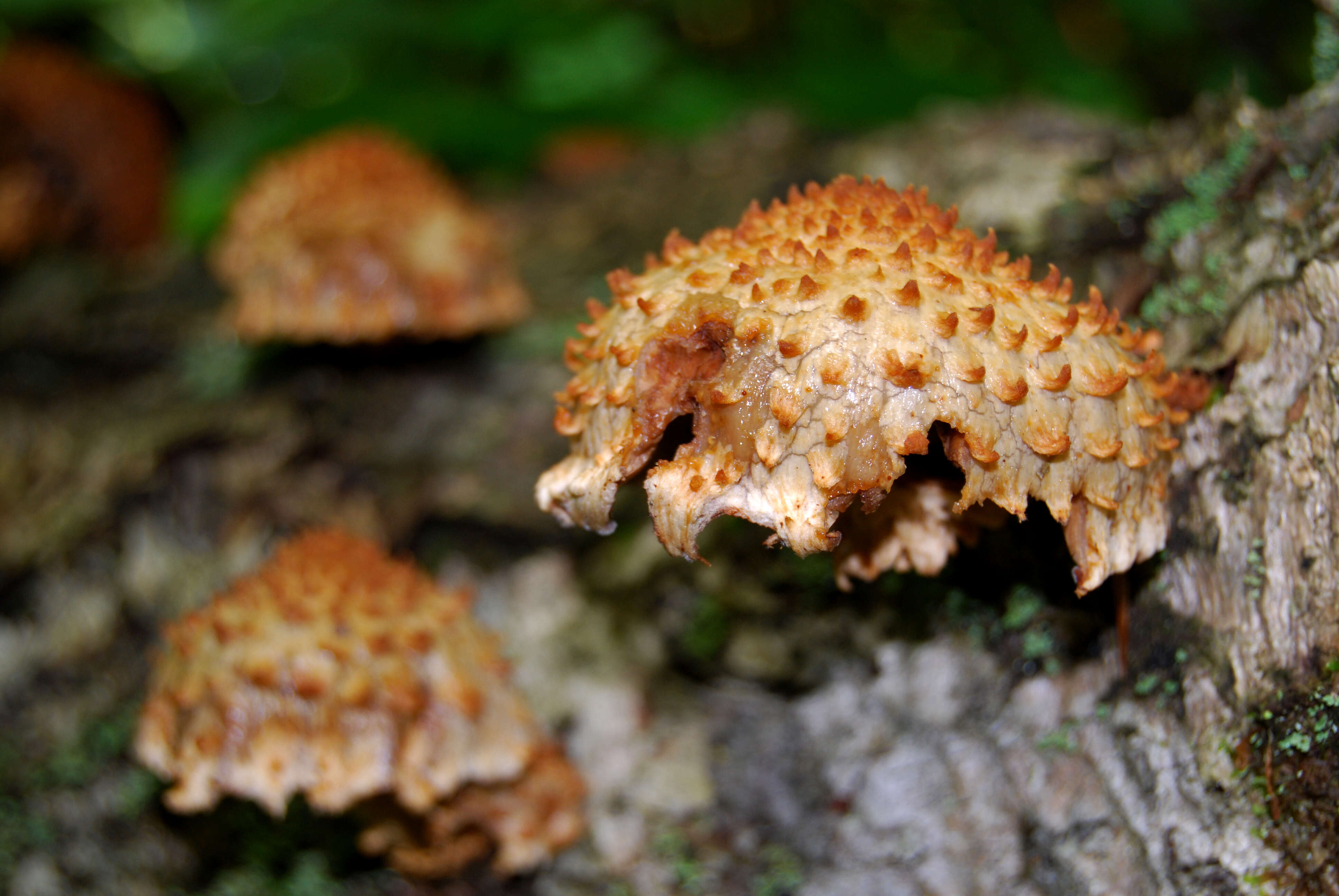 Pholiota squarrosa (Vahl) P. Kumm. 1871 resmi