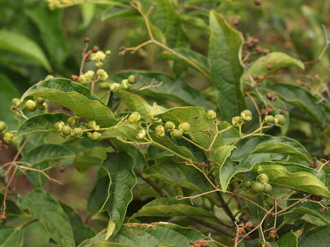 Image of Clerodendrum cyrtophyllum Turcz.