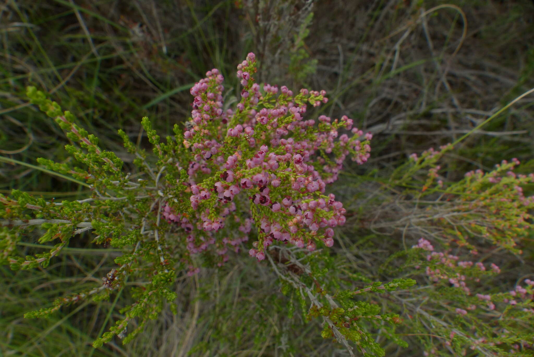 Image of Erica peltata Andr.