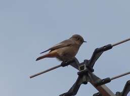 Image of Black Redstart