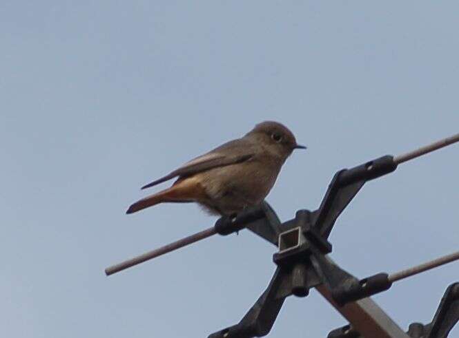 Image of Black Redstart