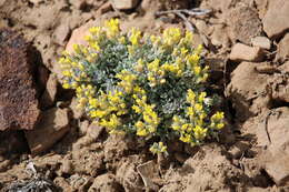 Image of Physaria kingii subsp. kingii