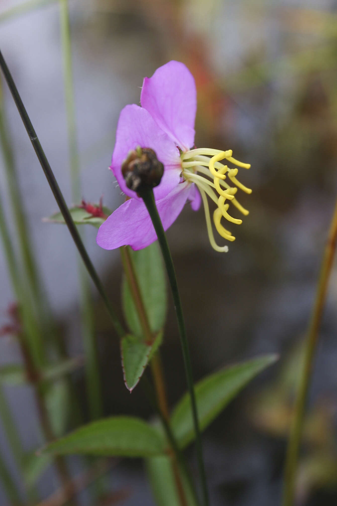 Imagem de Rhexia virginica L.