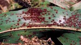 Imagem de Puccinia purpurea Cooke 1876