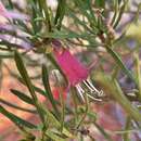 Image of Eremophila latrobei subsp. glabra (L. S. Smith) R. J. Chinnock