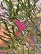 Image of Eremophila latrobei subsp. glabra (L. S. Smith) R. J. Chinnock