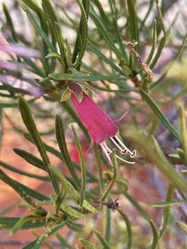 صورة Eremophila latrobei subsp. glabra (L. S. Smith) R. J. Chinnock