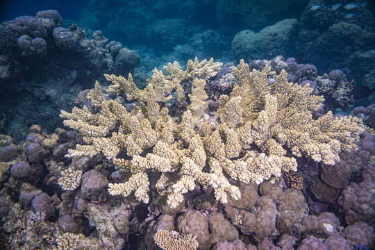 Image of Branch Coral