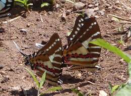 Image de Graphium aristeus (Stoll 1780)