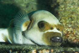 Image of Masked Puffer