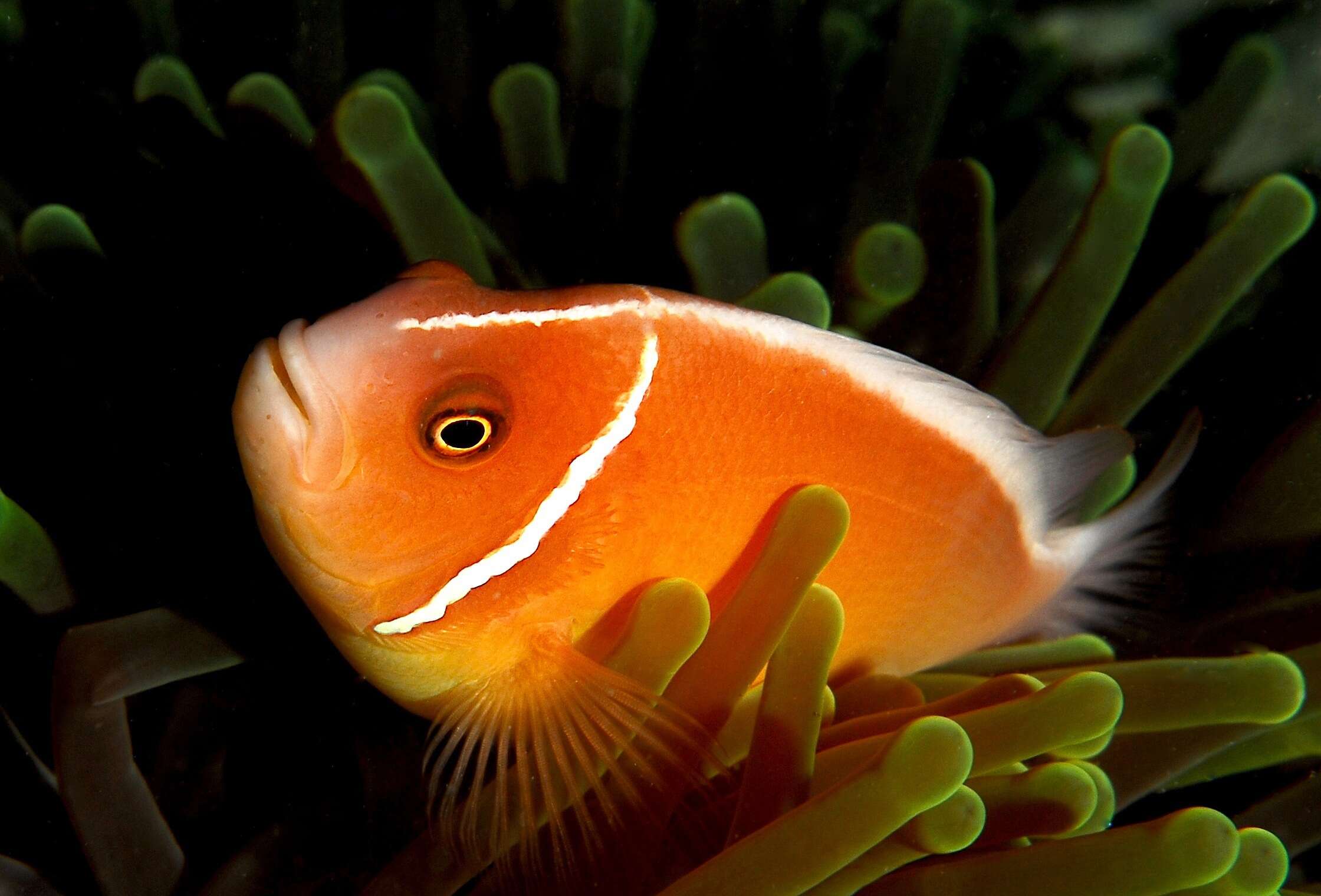 Image of Pink anemonefish