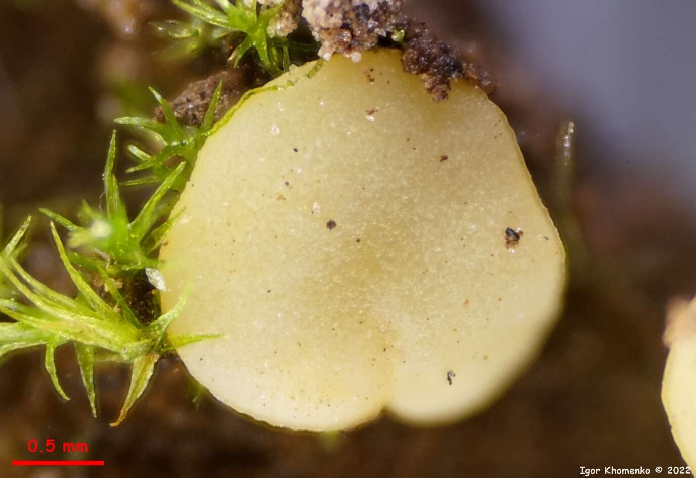 Imagem de Pseudoboubovia benkertii (B. Perić) U. Lindem., M. Vega, B. Perić & Tena 2015