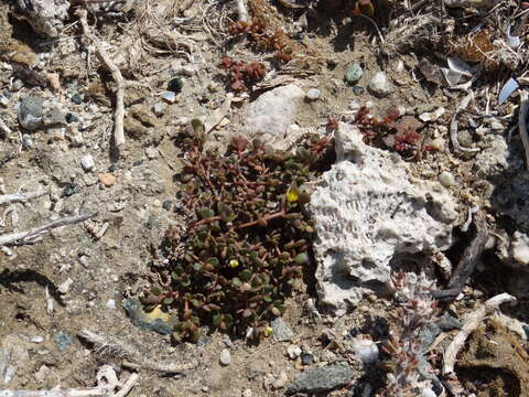 Portulaca tuberculata Leon resmi