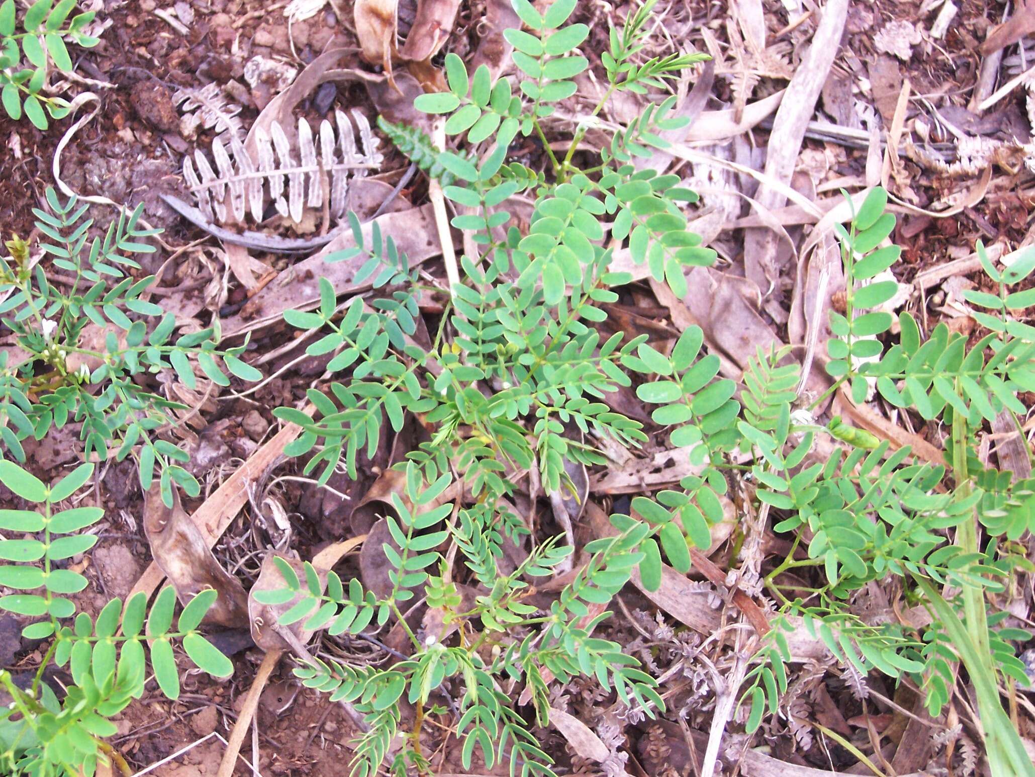 Слика од Acacia heterophylla (Lam.) Willd.