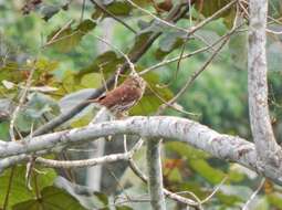 Plancia ëd Glaucidium peruanum König & C 1991