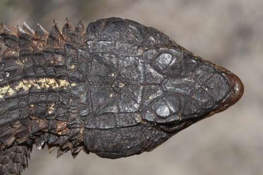 Image of Oelofsen’s Girdled Lizard