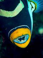 Image of clown triggerfish