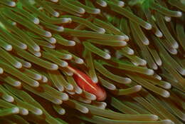 Image of Pink anemonefish