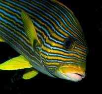 Image of ribboned sweetlips