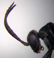 صورة Microphadnus pumilus (Costa 1882)