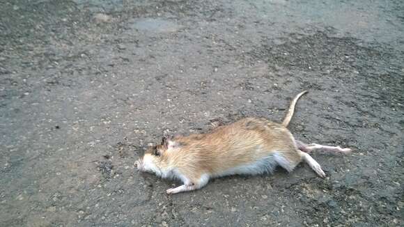 Image of Indian Gerbil