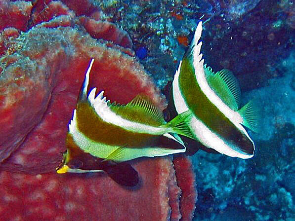 Image of Horned Bannerfish