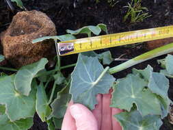 Image of False nasturtium