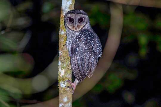 <i>Tyto tenebricosa multipunctata</i> resmi