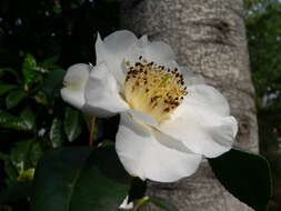 Image of camellia