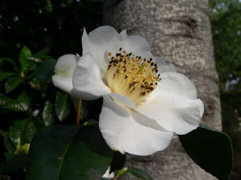 Image of camellia