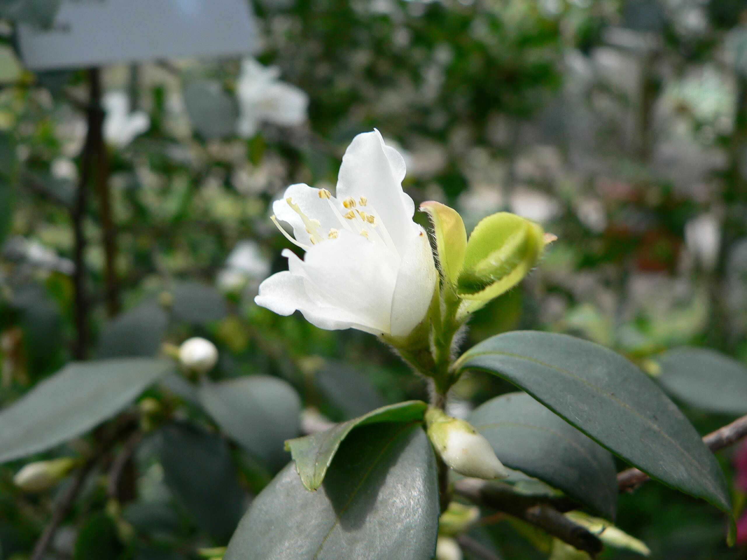 Image of Camellia fraterna Hance