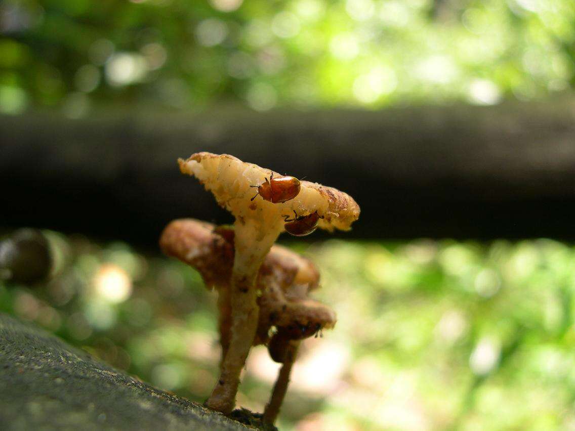 Image of Lentinus arcularius (Batsch) Zmitr. 2010