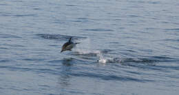 Image of Atlantic Dolphin