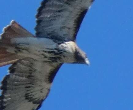 Imagem de Buteo jamaicensis umbrinus Bangs 1901