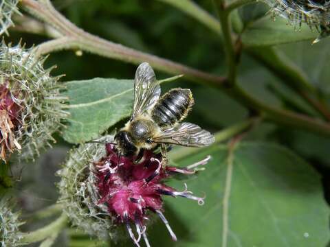 Megachile ligniseca (Kirby 1802) resmi