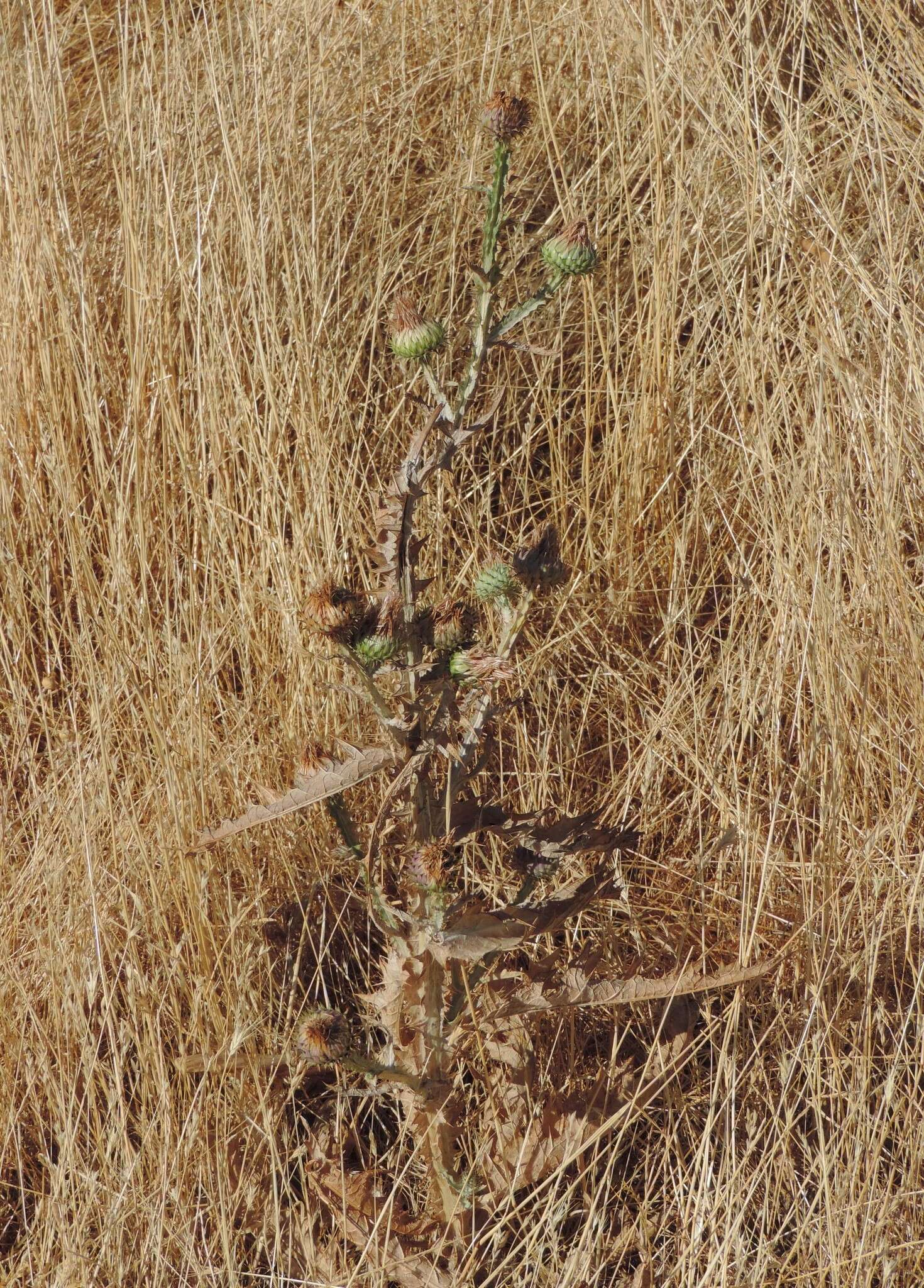 Image of Onopordum illyricum subsp. illyricum