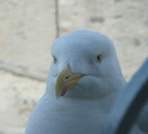 Image of European Herring Gull