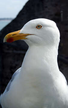 Image of European Herring Gull