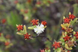 Слика од Ruschia complanata L. Bol.