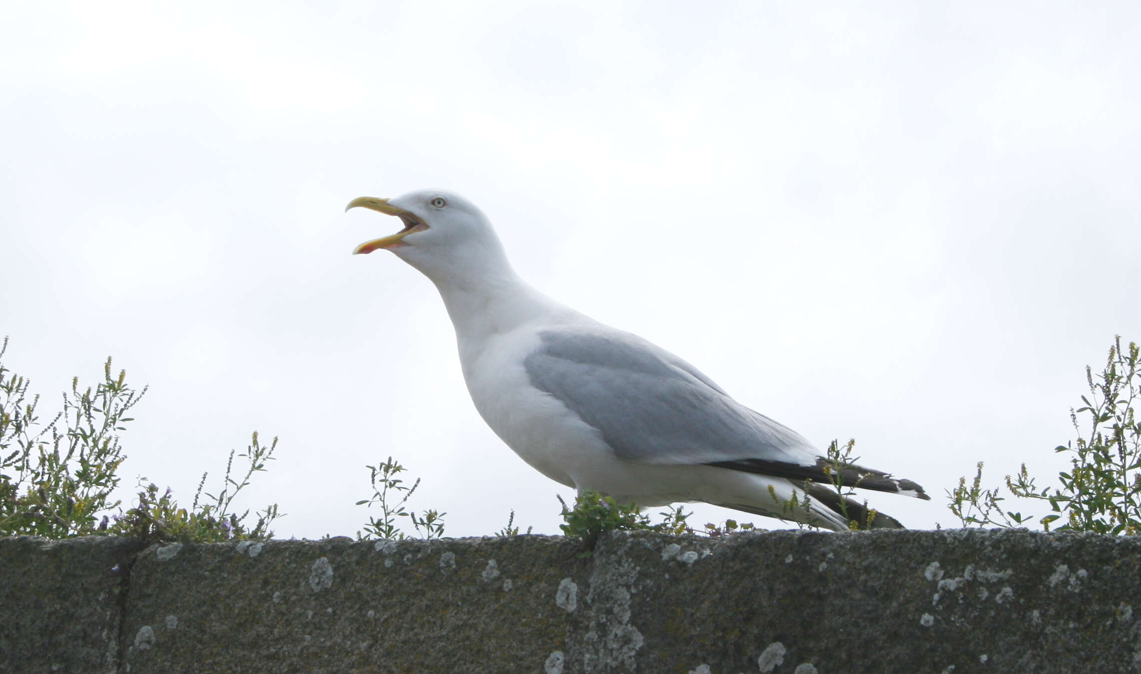 Image of European Herring Gull