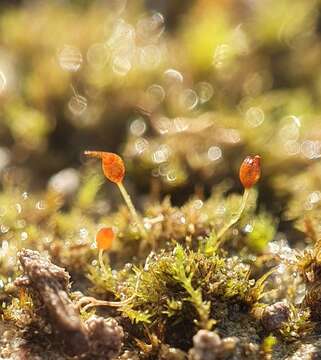 Image of Round-fruited Pottia